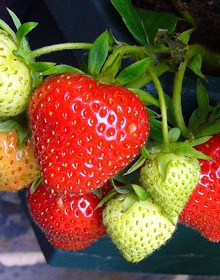 Strawberry Cambridge Favourite – Fragaria Ananassa – Mid Season Fruit