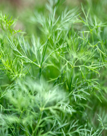 Dill – Anethum Graveolens