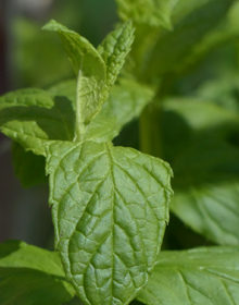 Mint Garden – Mentha Spicata