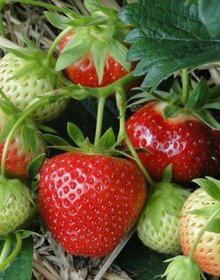 Strawberry Honeoye – Fragaria Ananassa – Early Season Fruit
