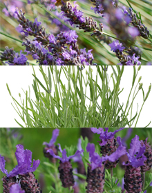 Lavender Plant Collection