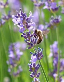 Lavender Hidcote – Lavandula angustifolia