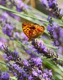 Lavender Provence – Lavandula Int