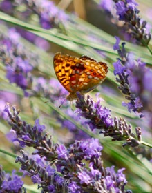 Lavender Provence – Lavandula x Intermedia
