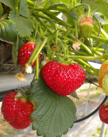 Strawberry Red Gauntlet – Fragaria Ananassa