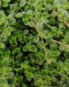 Thyme Woolly – Thymus Praecox Pseudolanuginosus