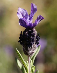 Lavender Fathead – Lavandula Stoechas
