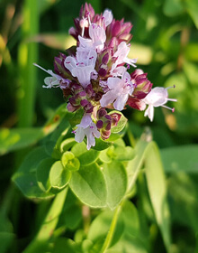 Marjoram Compact – Origanum Vulg. Compactum