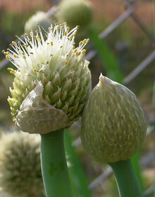 Onion Welsh – Allium Fistulosum