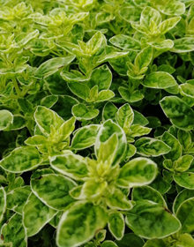 Oregano Country Cream – Origanum vulgare Country Cream