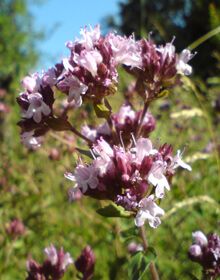 Oregano – Origanum vulgare