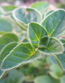 Oregano Golden French – Origanum vulgare