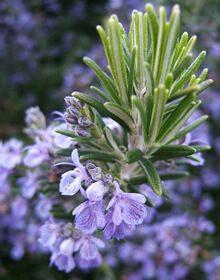 Rosemary – Rosmarinus officinalis