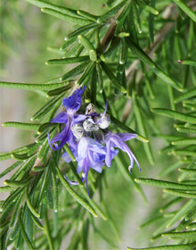 Rosemary Trailing – Rosmarinus officinalis Prostratus