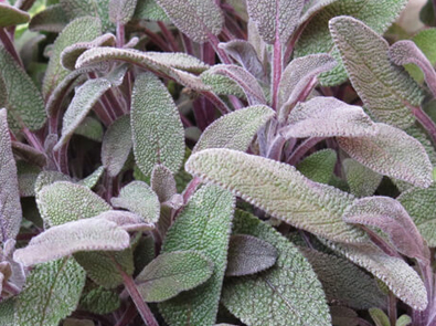 Sage Purple – Salvia officinalis purpurea