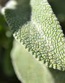 Sage – Salvia officinalis