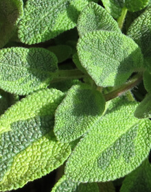 Sage Icterina – Salvia officinalis Icterina