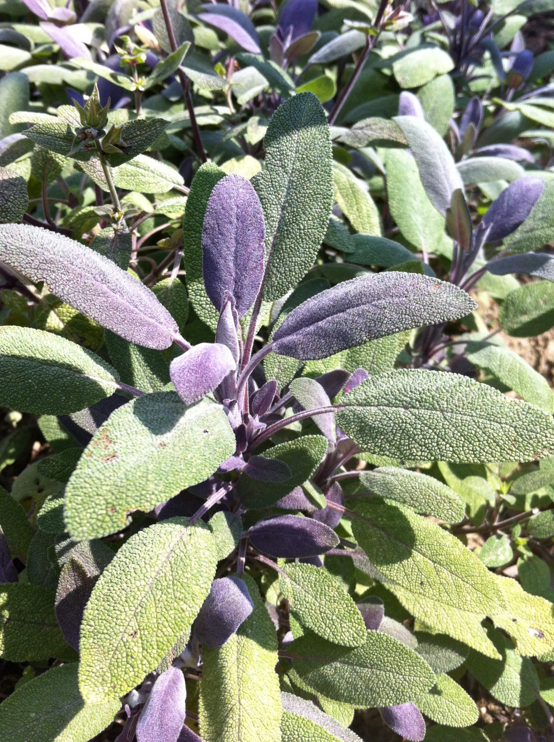 Sage Purple – Salvia officinalis purpurea
