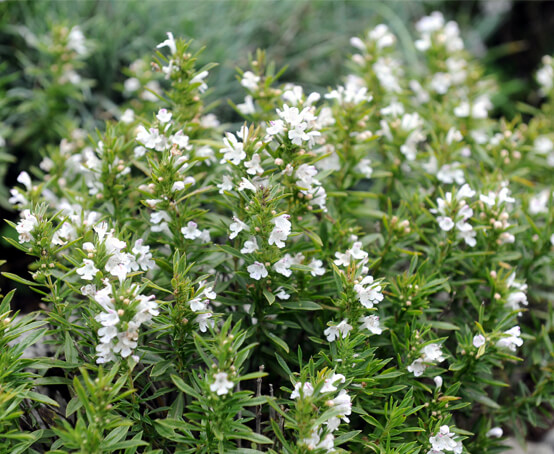 Image of Winter savory plant in a meadow