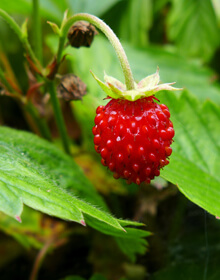 Strawberry Alpine – Fragaria Vesca