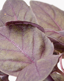 Basil Purple – Ocimum basilicum var. purpurascens