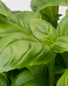 Basil Sweet – Ocimum basilicum