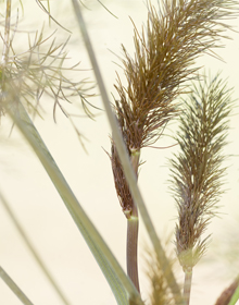 Fennel Bronze – Foeniculum vulgare Purpureum