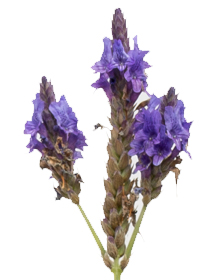 Lavender Pinnata – Lavandula stoechas