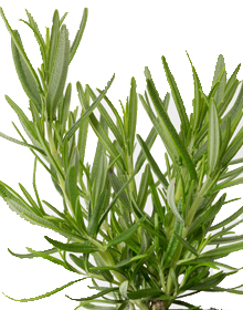 Rosemary Barbeque – Salvia rosmarinus officinalis