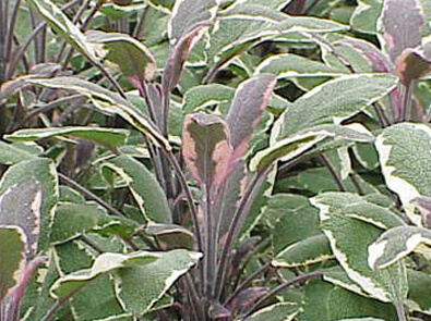 Sage Tricolor – Salvia officinalis Tricolor
