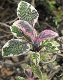 Sage Tricolor – Salvia officinalis Tricolor