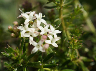 Savory Winter – Satureja montana