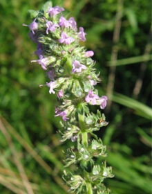 Thyme Archers Gold – Thymus pulegiodes ‘Archer’s Gold’