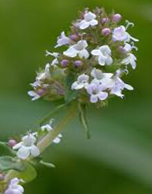 Thyme Common – Thymus vulgaris compactus