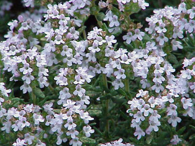 Thyme Common – Thymus vulgaris compactus