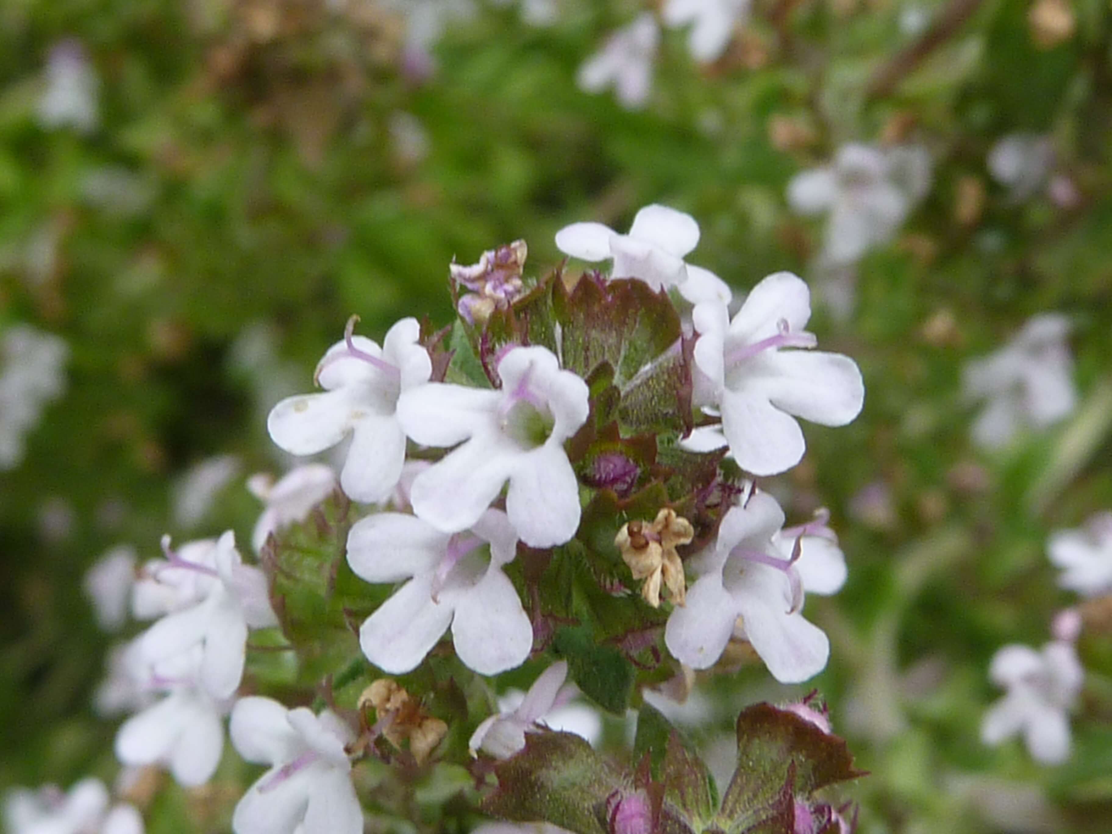 thyme flower thyme flower