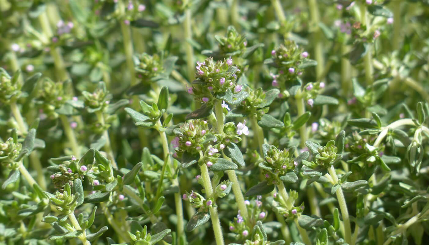 Thyme