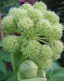 Angelica – Angelica archangelica