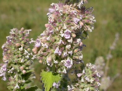 Catnep – Nepeta cataria