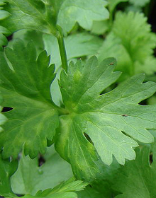 Coriander – Coriandrum Sativum