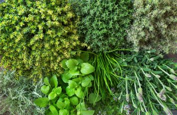All Herbs & Plants