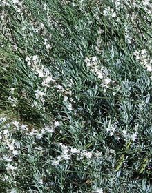 Lavender Edelweiss – Lavandula x intermedia Edelweiss
