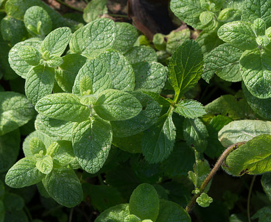 Mint Apple – Mentha suaveolens 