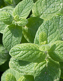 Mint Apple – Mentha suaveolens 