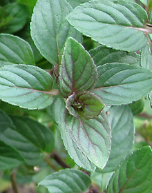 Mint Chocolate – Mentha x piperita f.citrata. Chocolate