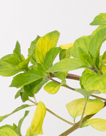 Mint Ginger – Mentha Gentilis