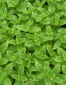 Mint Moroccan – Mentha spicata var. crispa Moroccan