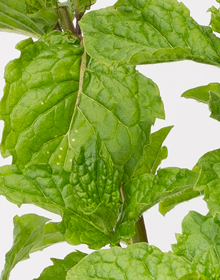 Mint Tashkent – Mentha spicata var. crispa Tashkent