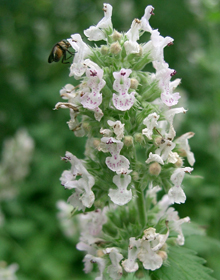 Catnep – Nepeta cataria