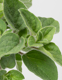 Oregano Hot and Spicy – Origanum Vulgare